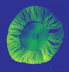 Coprinus mushroom section stained