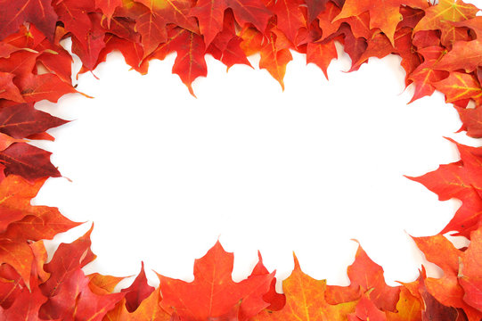 red autumn maple leaves frame isolated on white background