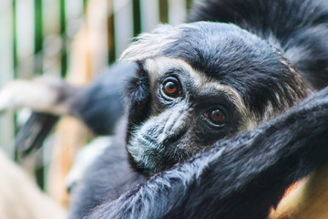 Fototapeta premium gibbon
