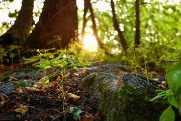 Old stone on ground in forest