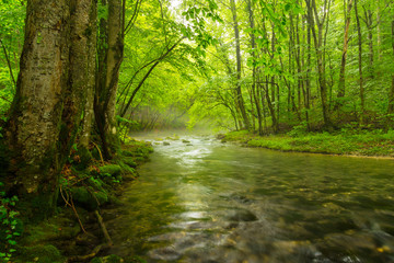 Obraz premium Misty wild river and magic light in the forest in spring