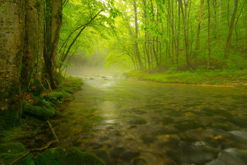 Fototapeta premium Mglista dzika rzeka i magiczne światło w lesie wiosną