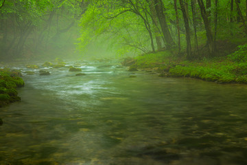 Obraz na płótnie Canvas Misty wild river and magic light in the forest in spring