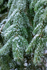 Winter Forest, spruce branches covered with snow.