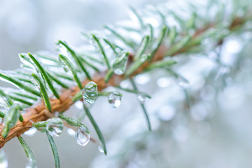 Spruce twigs. On pins and needles hanging frozen droplets of ice.