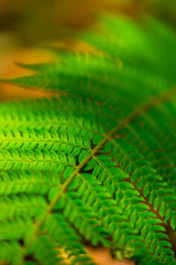 Fern leaves with beautiful pattern under bright light in spring, in a mountain forest