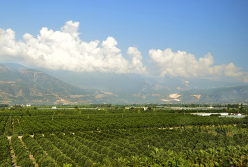 Выращивание мандарин в Турции. Мандариновая роща  у подножия гор. Панорамный пейзаж
