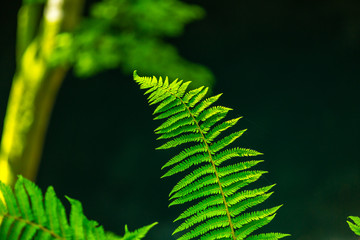 Fern leaves with beautiful pattern under bright light in spring, in a mountain forest