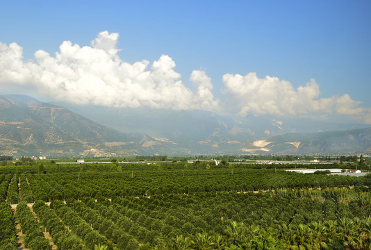 Выращивание мандарин в Турции. Мандариновая роща  у подножия гор. Панорамный пейзаж