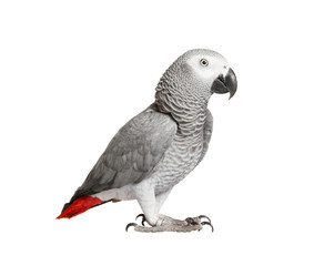Gray parrot Jaco on a white background