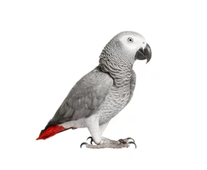 Gartenposter Papagei Graupapagei Jaco auf weißem Hintergrund