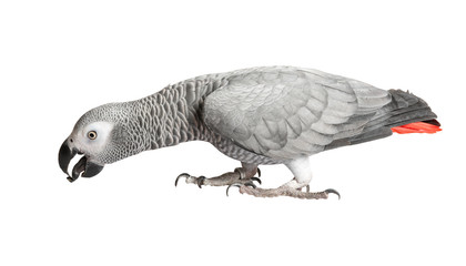 Gray parrot Jaco on a white background