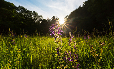 Naklejka premium Beautiful scenery in the woods, with lush green foliage in spring