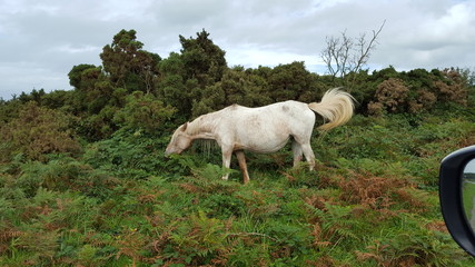 Obraz premium Wildpferd im Bodmin Moor Cornwall
