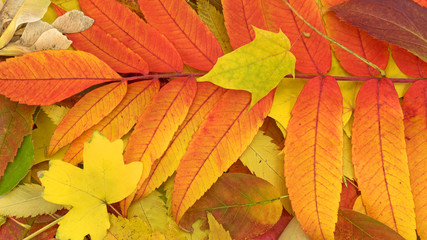 Naklejka na ściany i meble Herbst, Bunte Blätter, Autumn