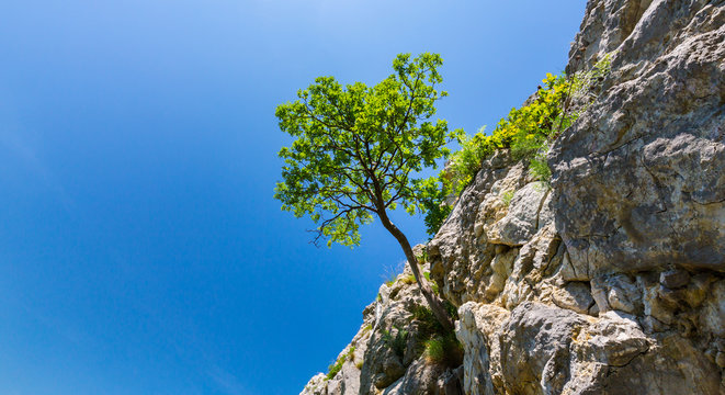 Fototapeta Lonely tree in spring, hanging from rocks in the mountains, isolated on clear background