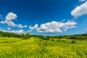 Obraz premium Beautiful and refreshing rural fields in spring, with vibrant green foliage