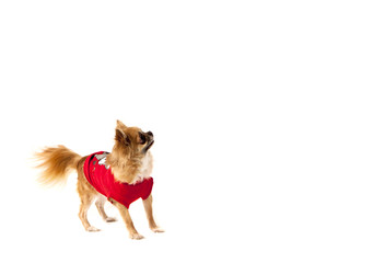 The dog chihuahua a white background