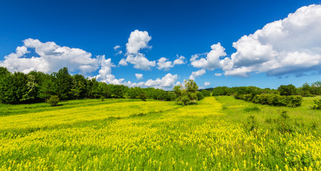 Panorama of a beautiful meadow with wild flowers on a spring day