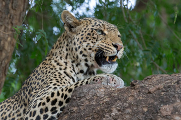 Leopard auf Baum