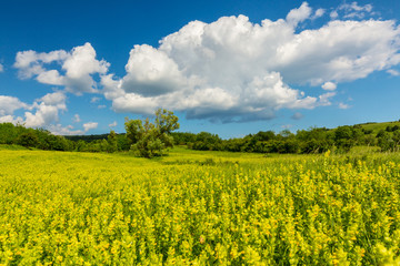 Panorama of a beautiful meadow with wild flowers on a spring day