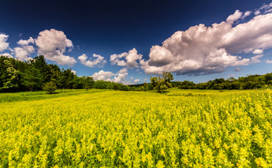 Obraz premium Panorama of a beautiful meadow with wild flowers on a spring day