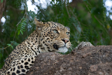 Fototapeta na wymiar Leopard auf Baum entspannen