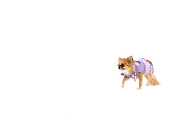 The dog chihuahua a white background