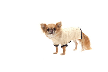 The dog chihuahua a white background