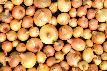 lot of bright beautiful bulb onions.