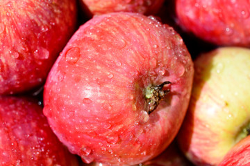 lot of red ripe apples covered with transparent water droplets.