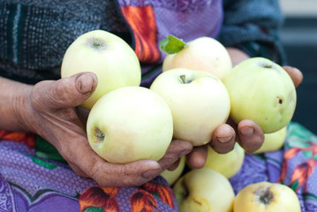 Organic Apples - Healthy food - Natural products