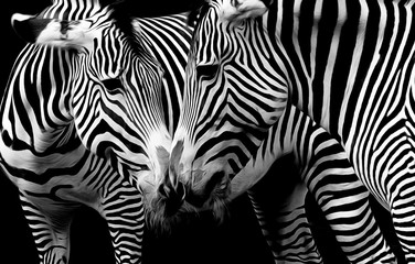 Fototapeta na wymiar Zebras in schwarz und weiß