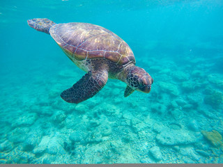 Fototapeta premium Snorkeling with green turtle in blue sea