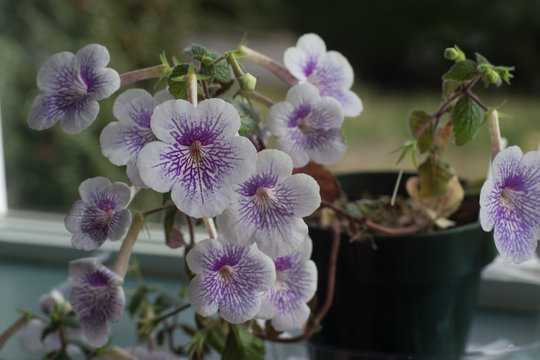 Blooming Flower - achimenes ambroise verschaffelt