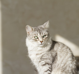 Fototapeta na wymiar beautiful silver cat in the garden at the sun