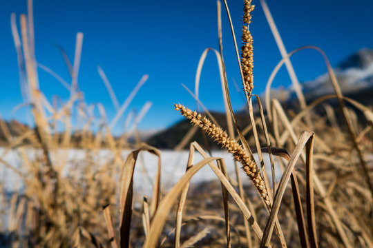 grass