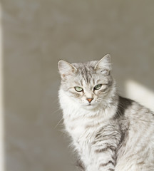 beautiful silver cat in the garden at the sun