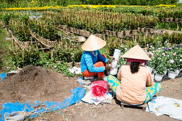 Gardeners pack flowers in their garden in Sa Dec, Dong Thap, Vietnam. Sadec (Sa Dec) is one of the biggest flower stocks in Mekong Delta.