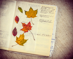 Leaves on opened notebook