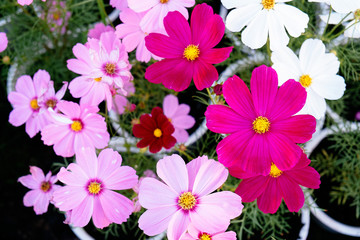 Fototapeta na wymiar Portulaca flowers at the garden in afternoon