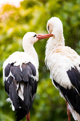 Two Storks