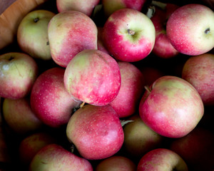 Ripe organic apples in bushel basket on farm