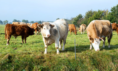 glückliche Rinderherde auf der Weide, Limousin