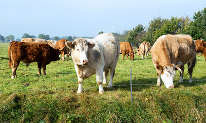 Fototapeta premium glückliche Rinderherde auf der Weide, Limousin