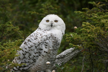 Snowy Owl