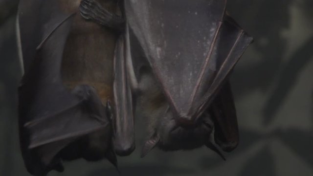Two Egyptian fruit bats hanging upside down.