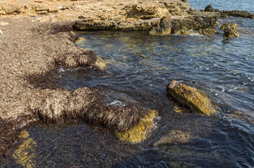 seegras an der küste