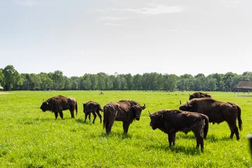Selbstklebende Fototapeten Zubr - belarussion bison in green field. © scadidi