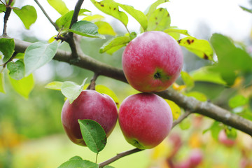 Red apples on an apple tree branch